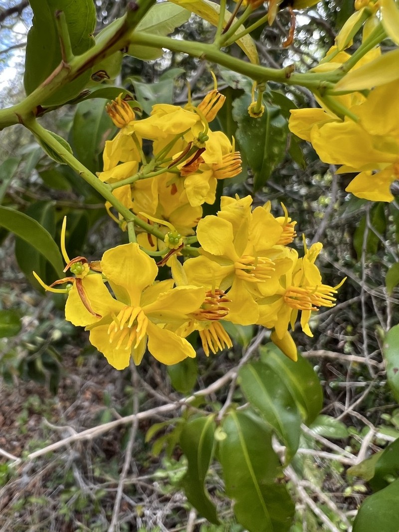 Ouratea cearensis photo 8