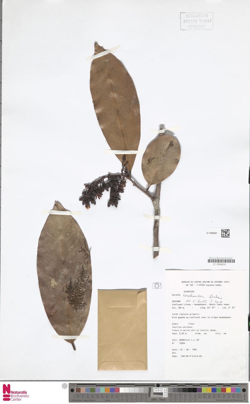 Ouratea cerebroidea