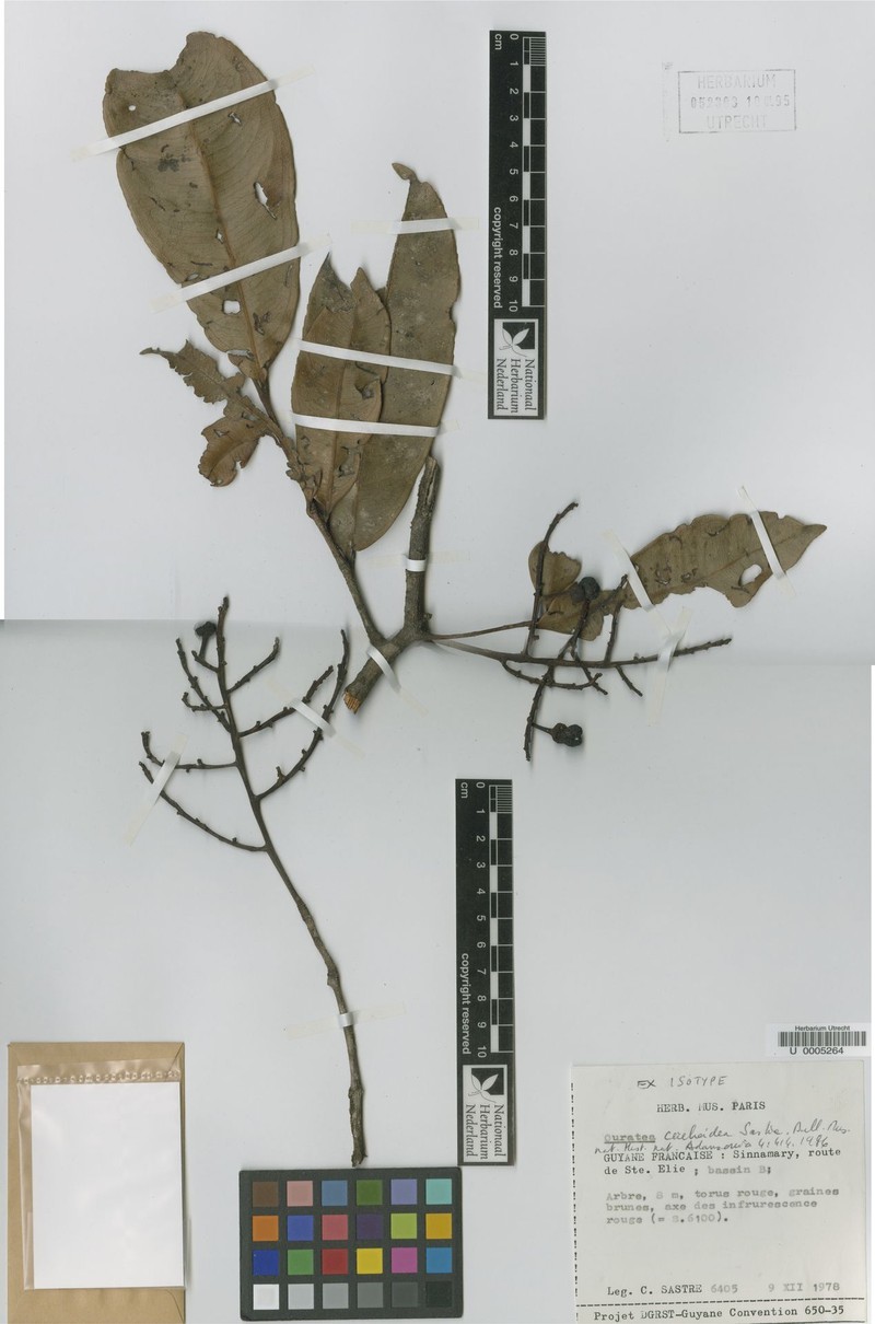 Ouratea cerebroidea photo 2