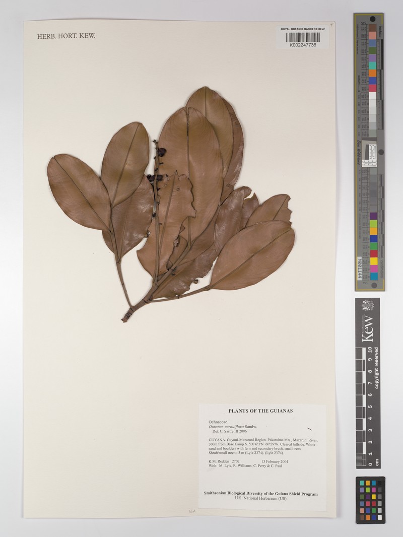 Ouratea cernuiflora