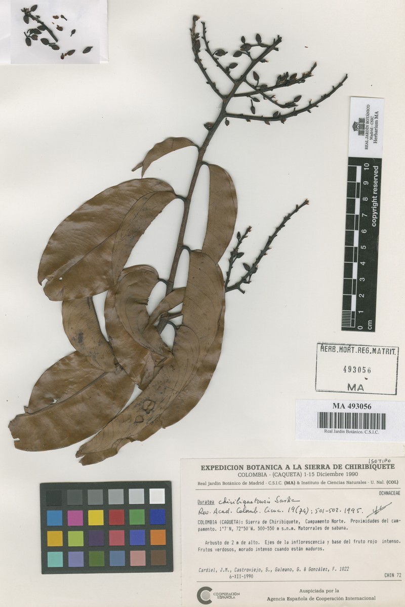 Ouratea chiribiquetensis