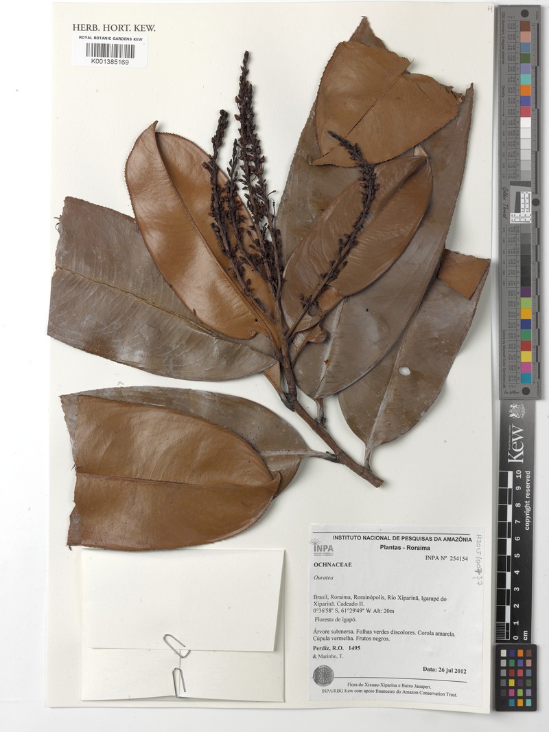 Ouratea coccinea