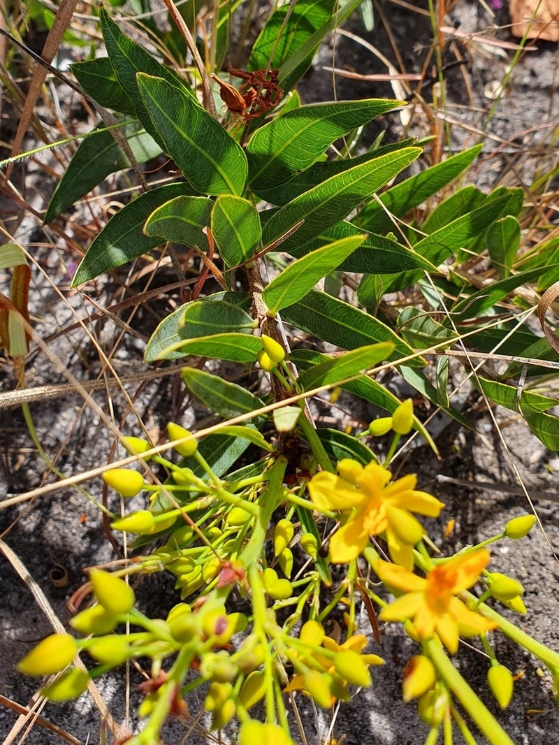 Ouratea confertiflora