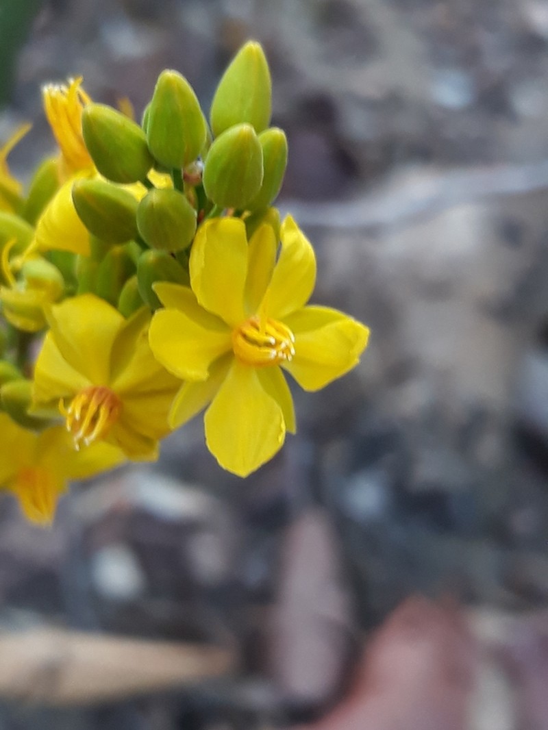 Ouratea confertiflora photo 2