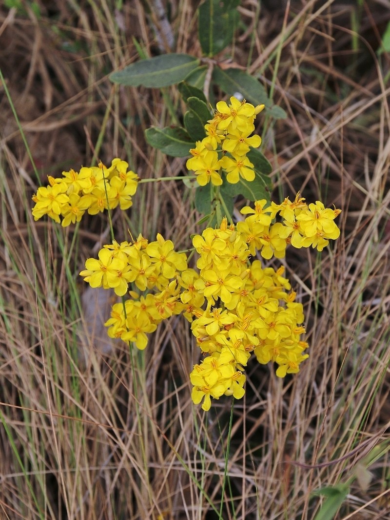 Ouratea confertiflora photo 5