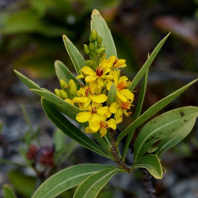 Ouratea confertiflora photo 8