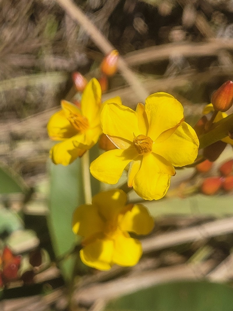 Ouratea crassifolia photo 2