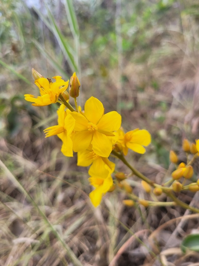 Ouratea crassifolia photo 3