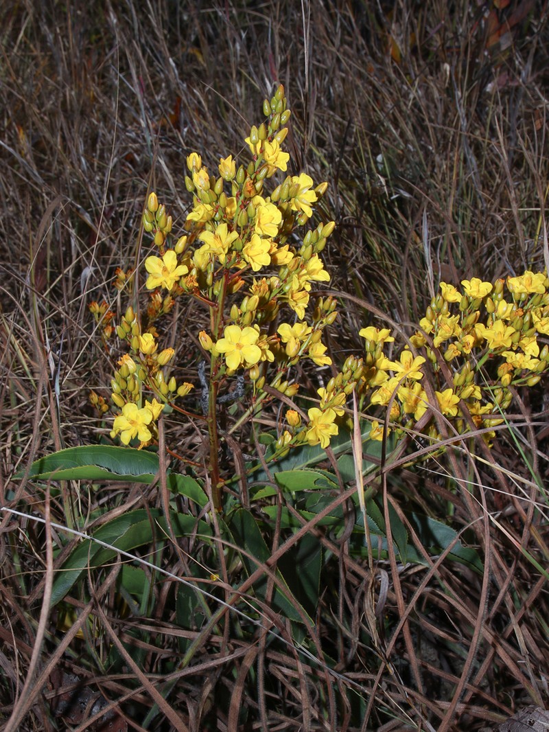 Ouratea crassifolia photo 4