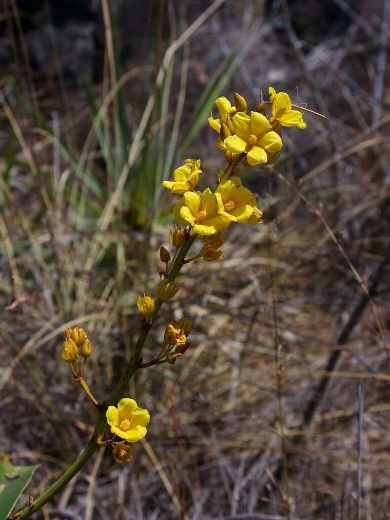 Ouratea crassifolia photo 5
