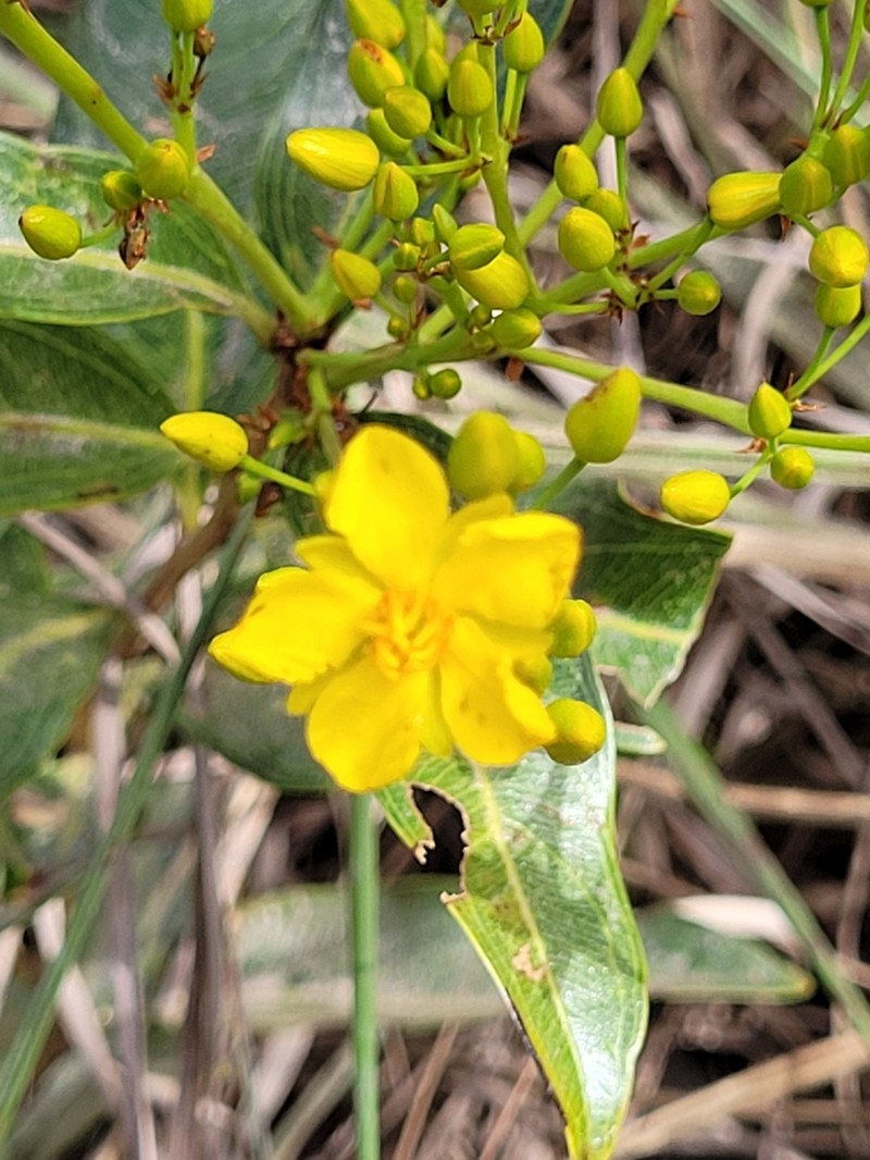 Ouratea crassifolia photo 6