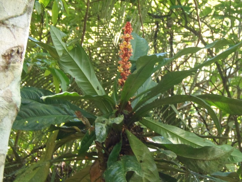 Ouratea crassinervia