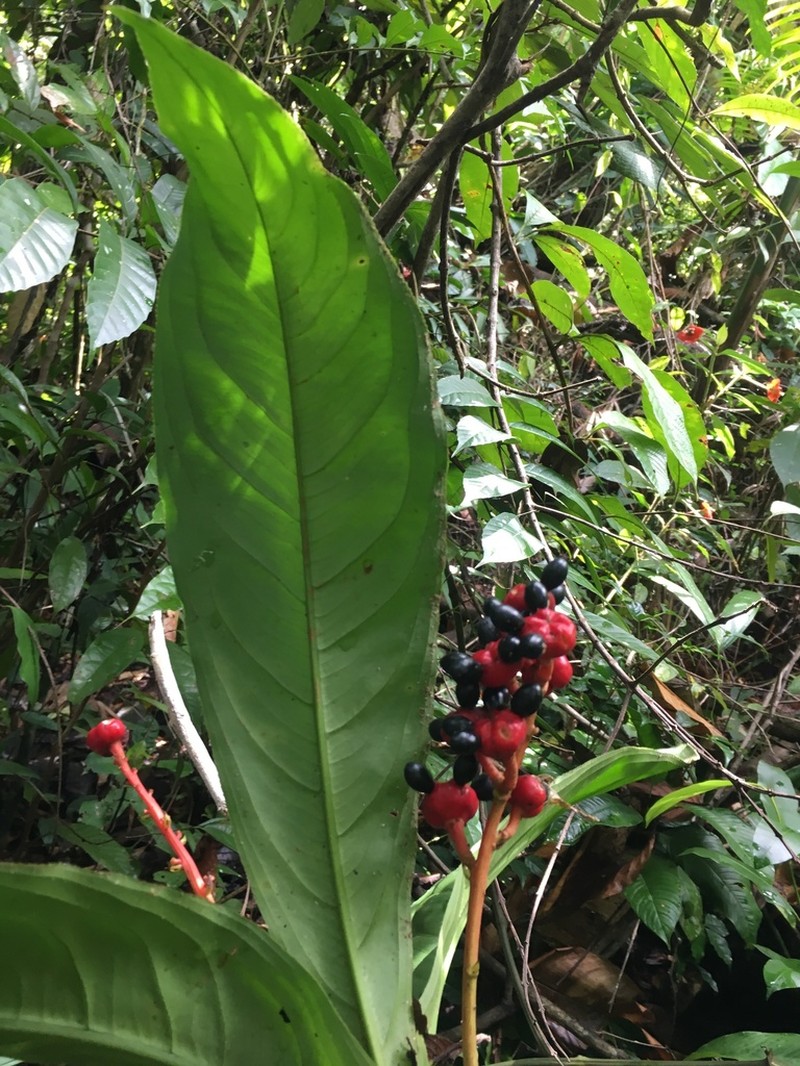 Ouratea crassinervia photo 2