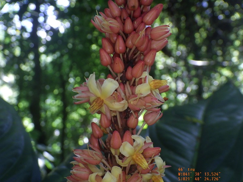 Ouratea crassinervia photo 7