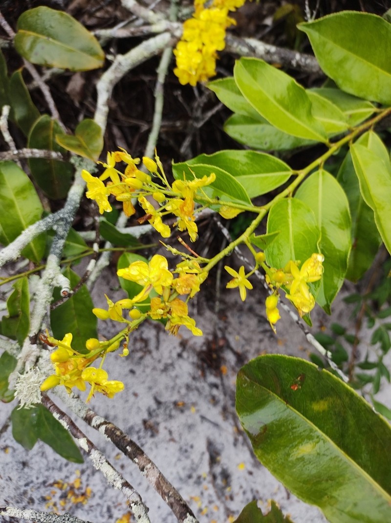 Ouratea cuspidata photo 2