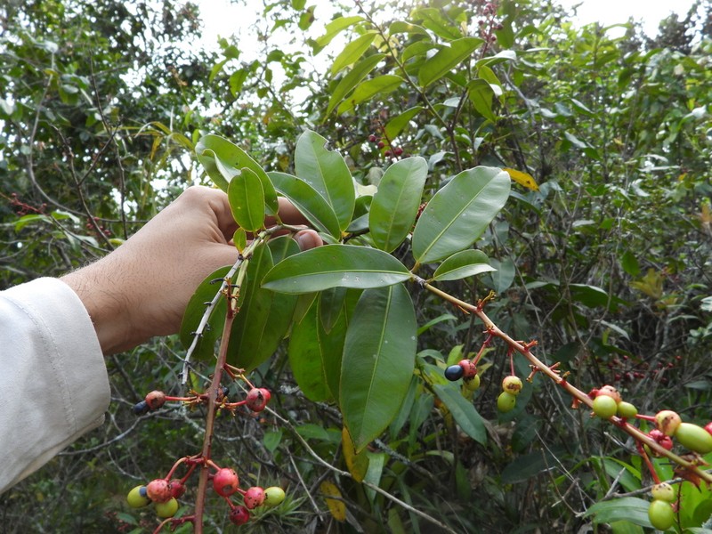 Ouratea cuspidata photo 3