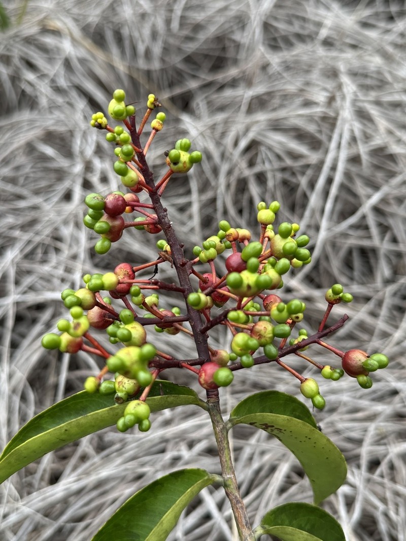 Ouratea cuspidata photo 4