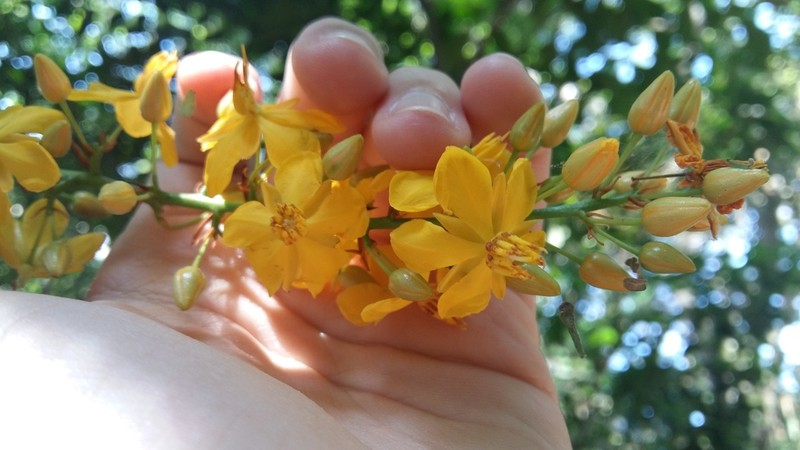 Ouratea cuspidata photo 5