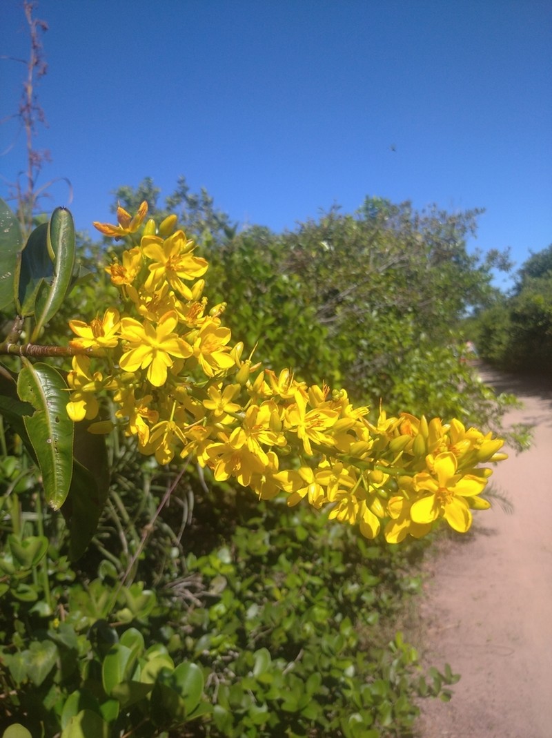 Ouratea cuspidata photo 7