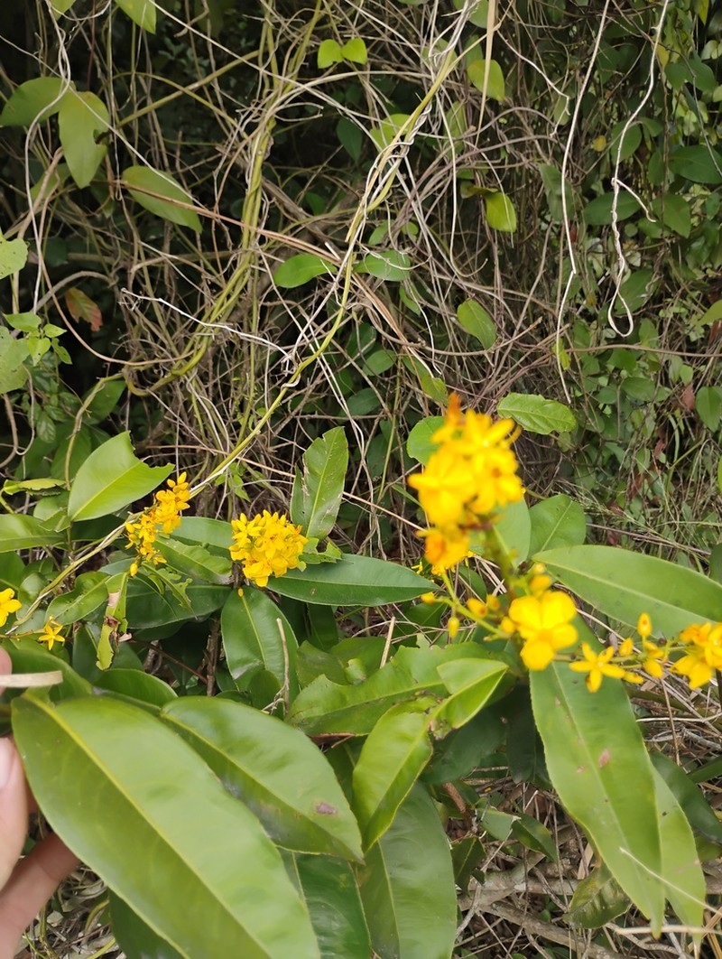 Ouratea cuspidata photo 8