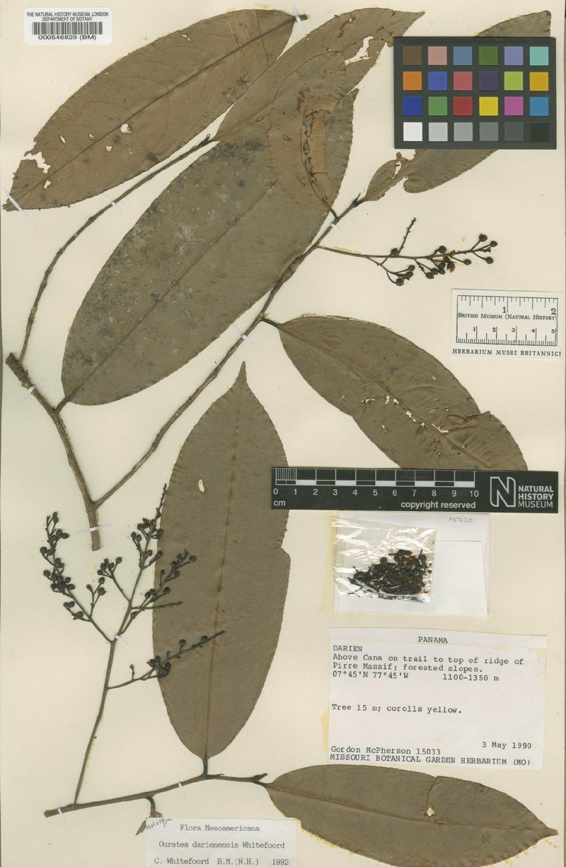 Ouratea darienensis