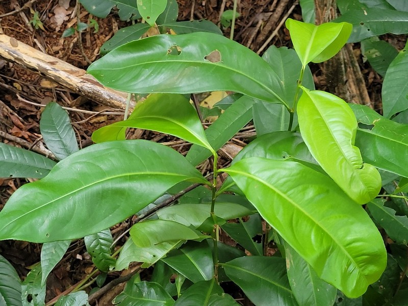 Ouratea decagyna