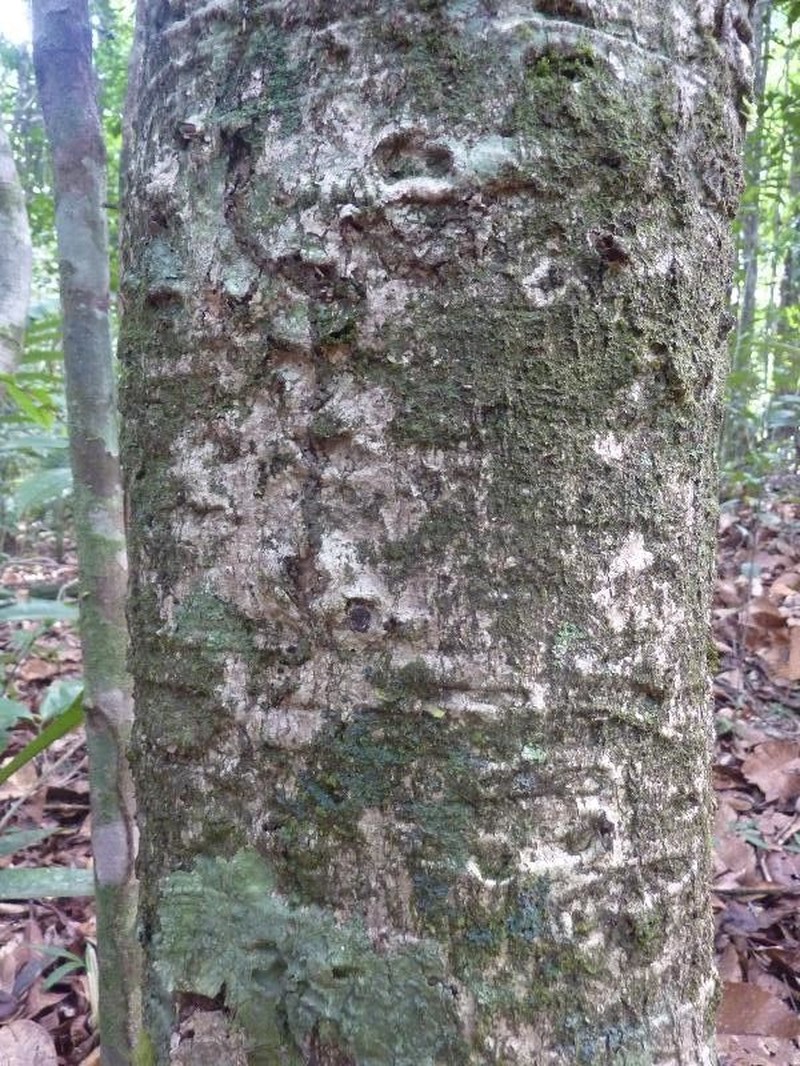 Ouratea decagyna photo 3