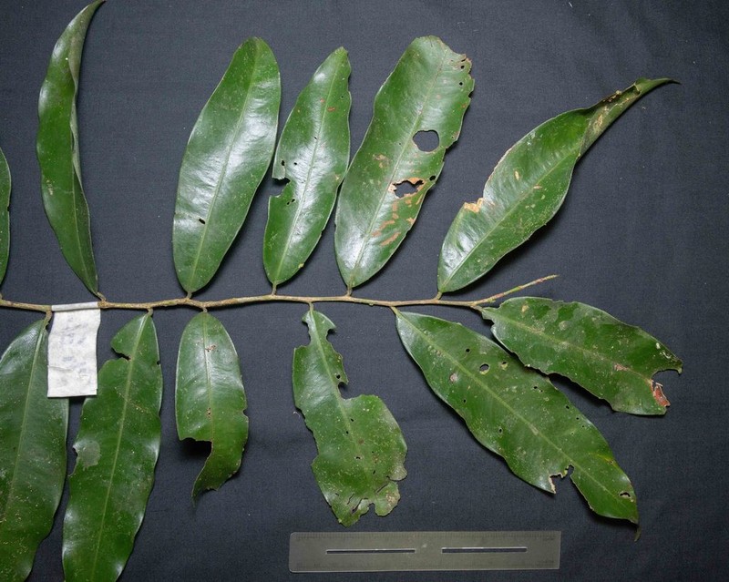 Ouratea discophora