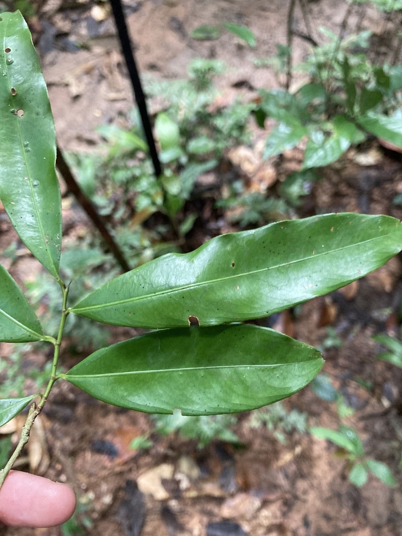 Ouratea discophora photo 3