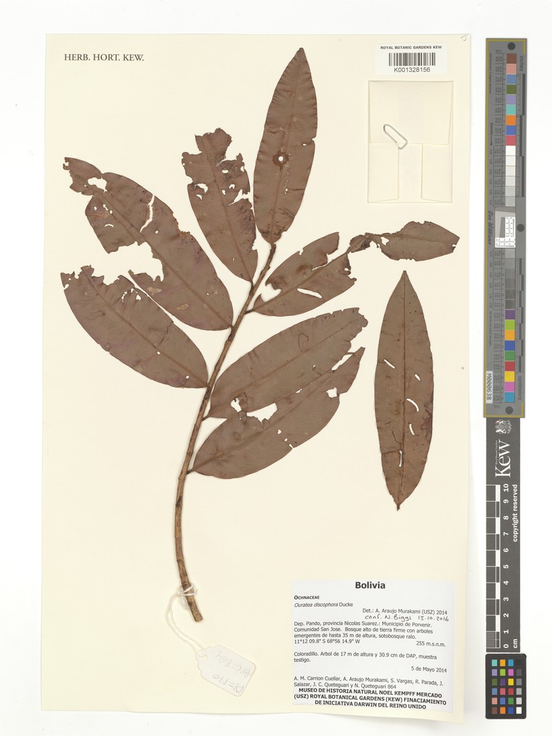 Ouratea discophora photo 4
