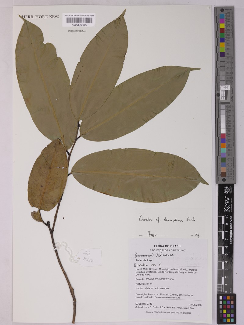 Ouratea discophora photo 5