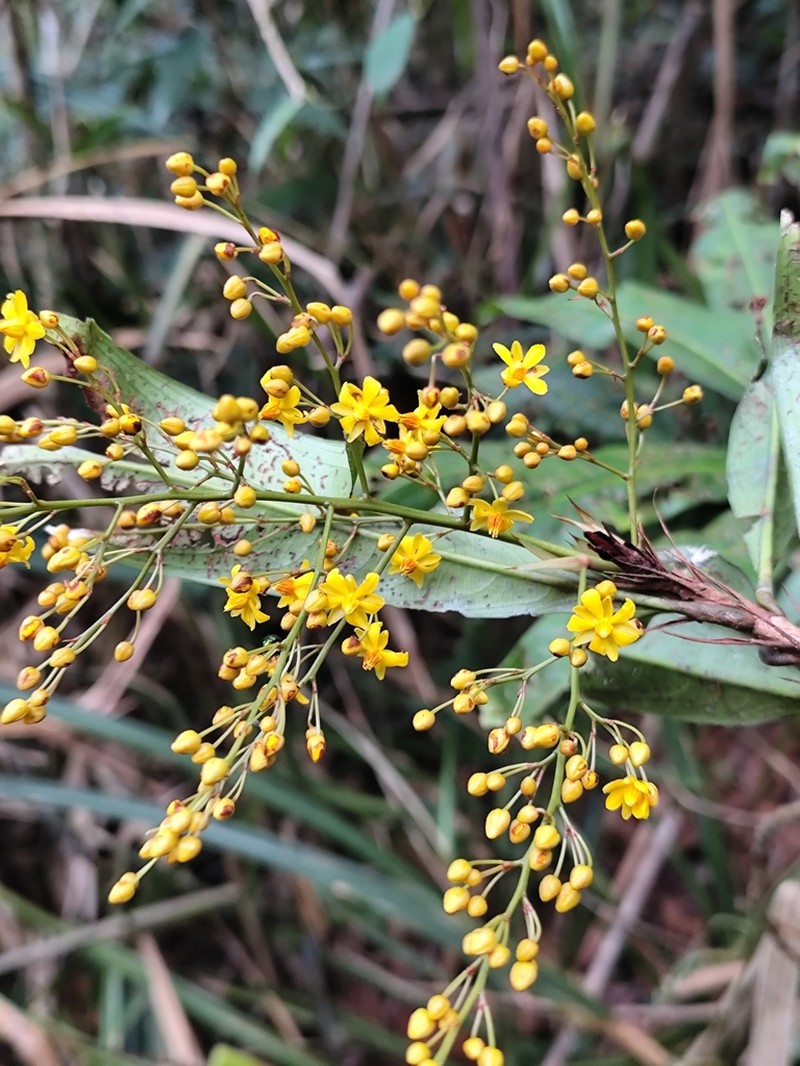 Ouratea dorata