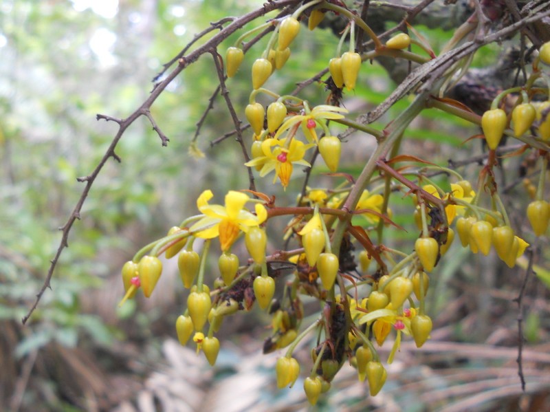 Ouratea dorata photo 2