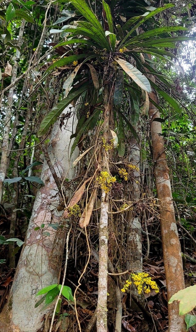 Ouratea dorata photo 3