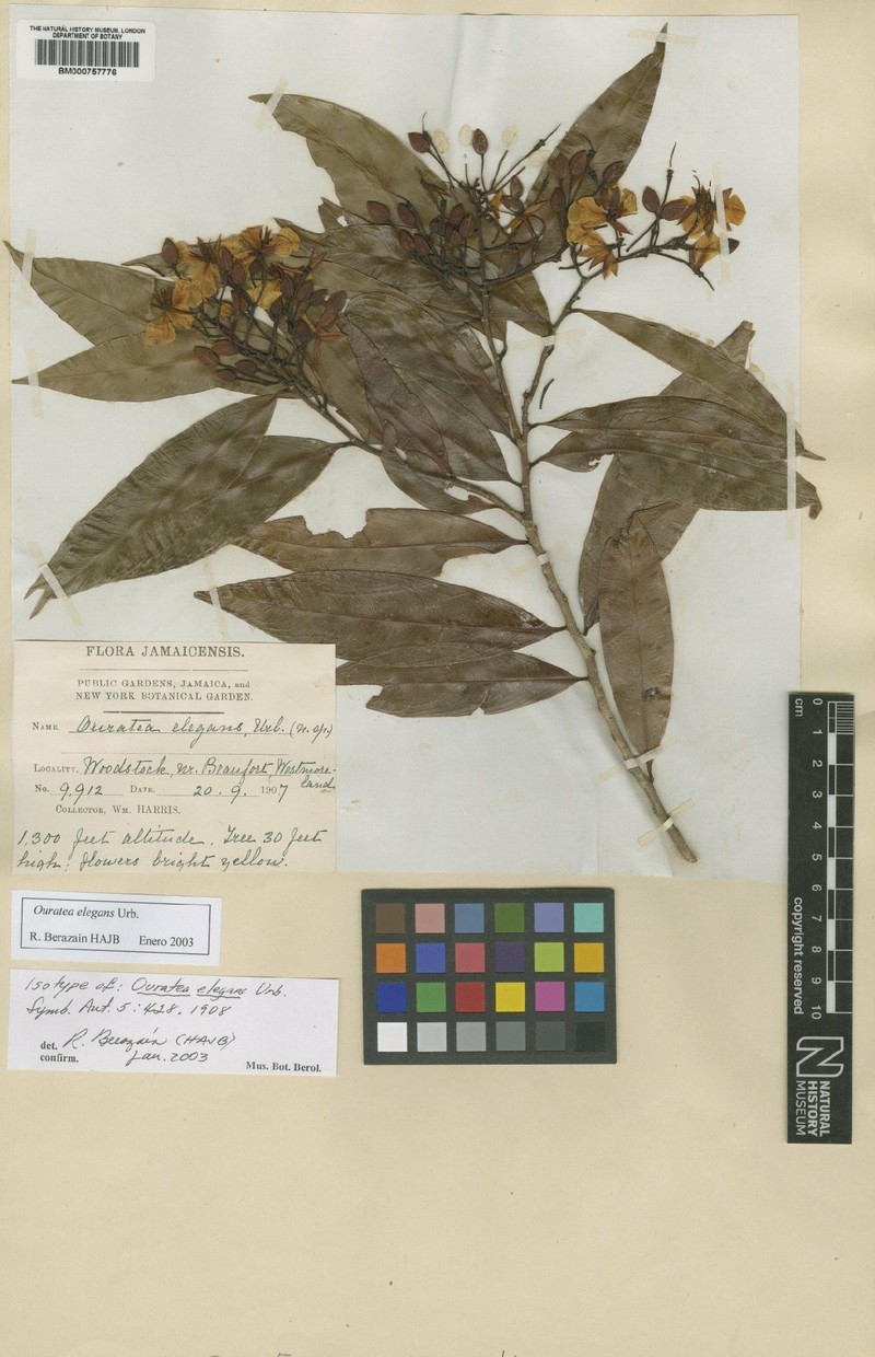 Ouratea elegans