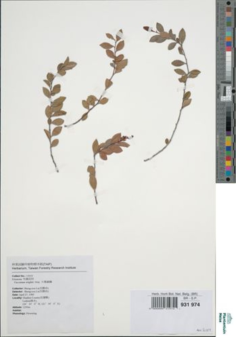 Ouratea elliptica