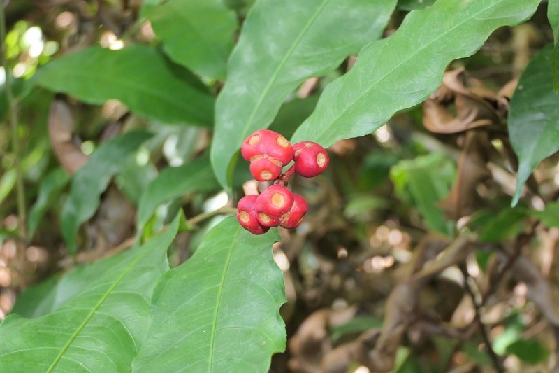 Ouratea erecta