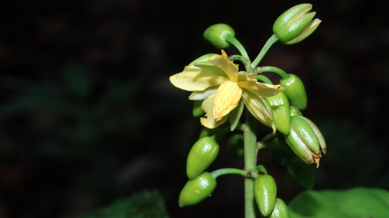Ouratea erecta photo 2