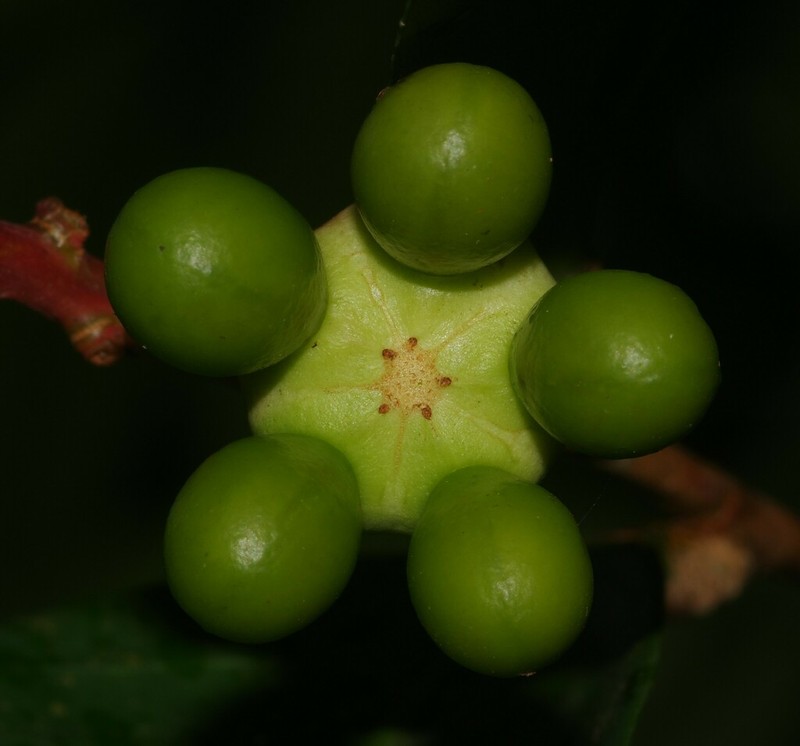 Ouratea erecta photo 3