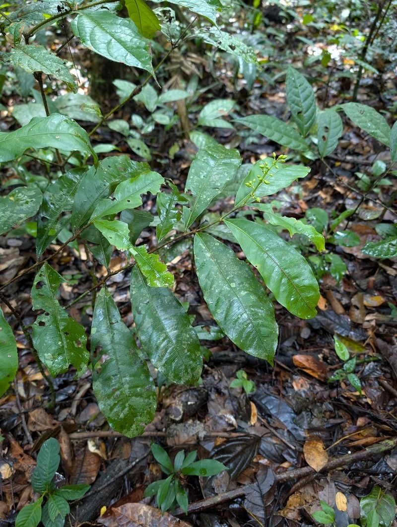 Ouratea erecta photo 4