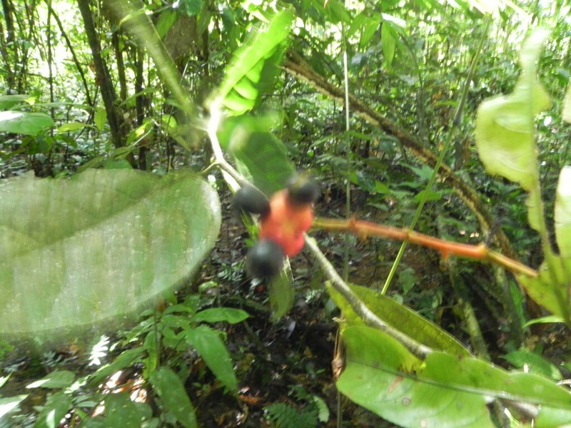 Ouratea erecta photo 7