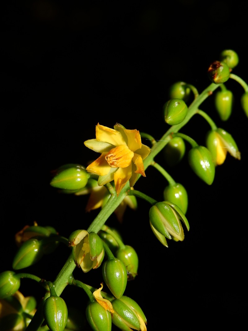 Ouratea erecta photo 8