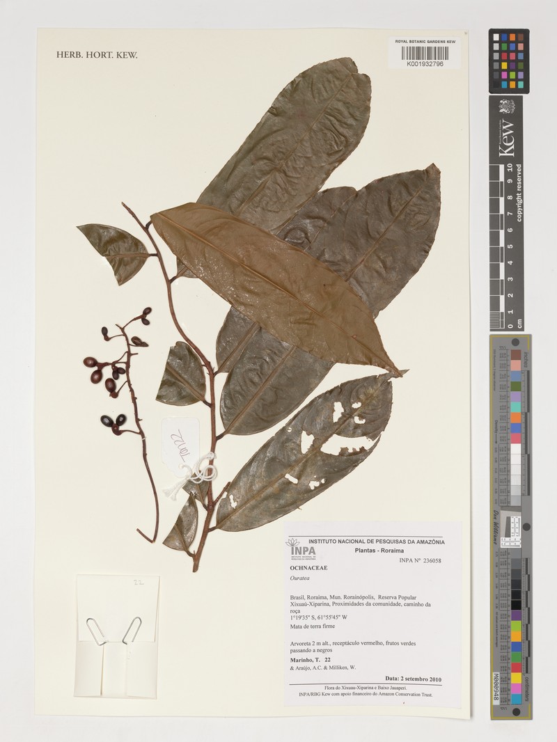 Ouratea ferruginea