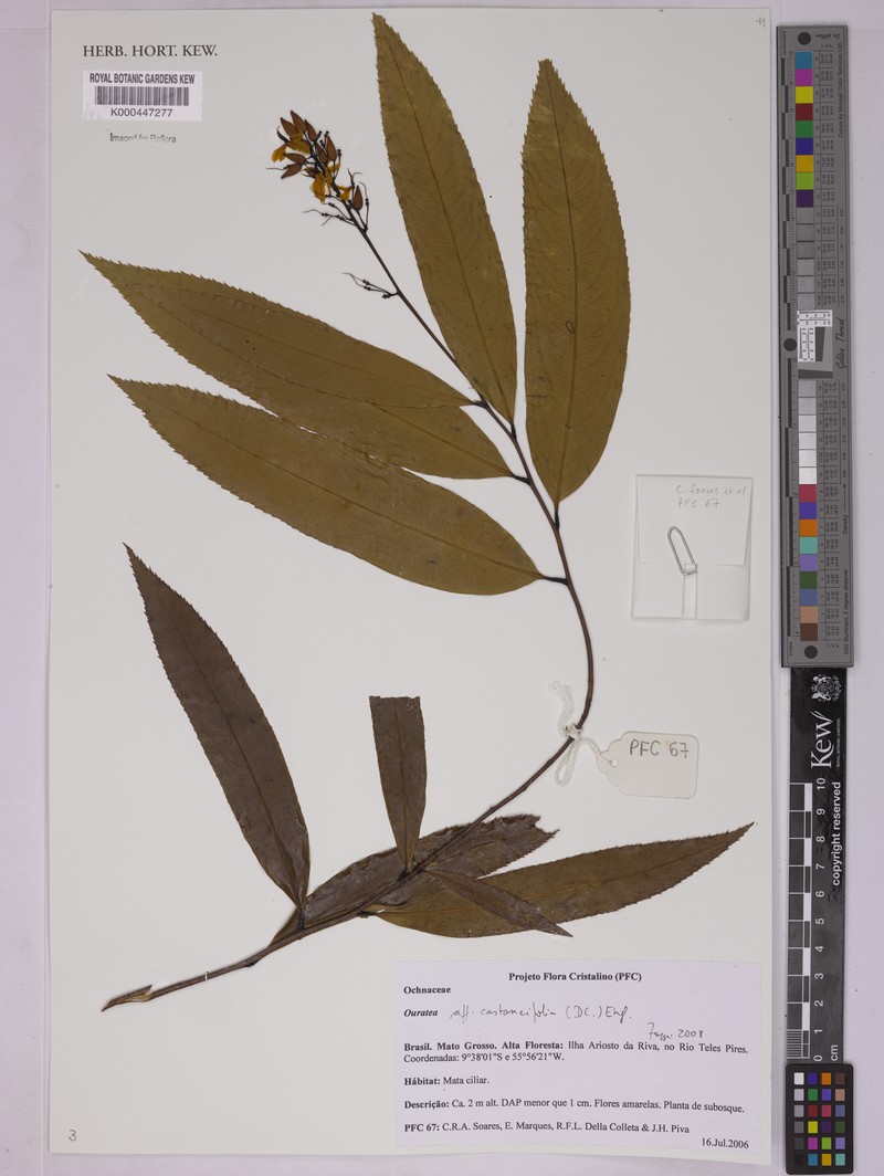 Ouratea ferruginea photo 2