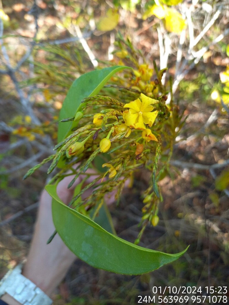 Ouratea fieldingiana