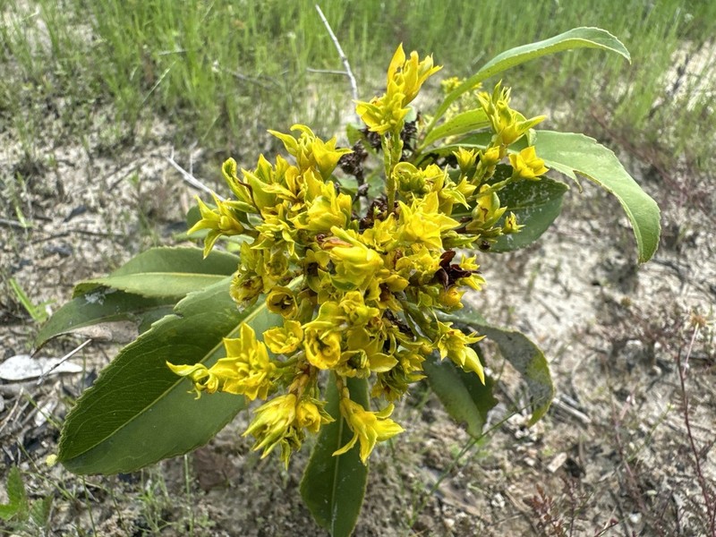 Ouratea fieldingiana photo 2