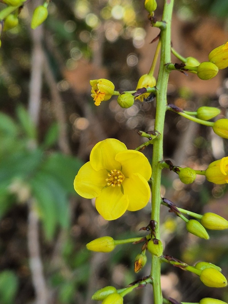 Ouratea fieldingiana photo 3