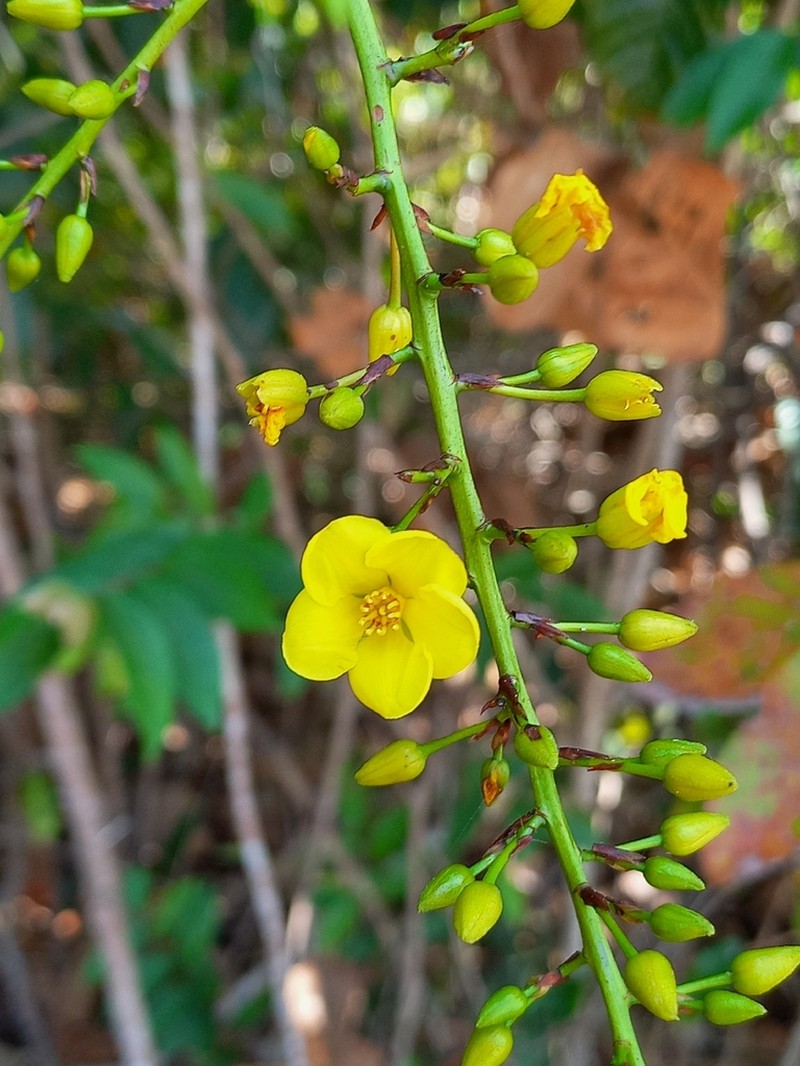 Ouratea fieldingiana photo 4
