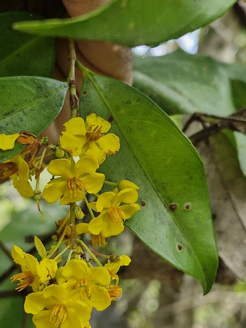 Ouratea fieldingiana photo 5