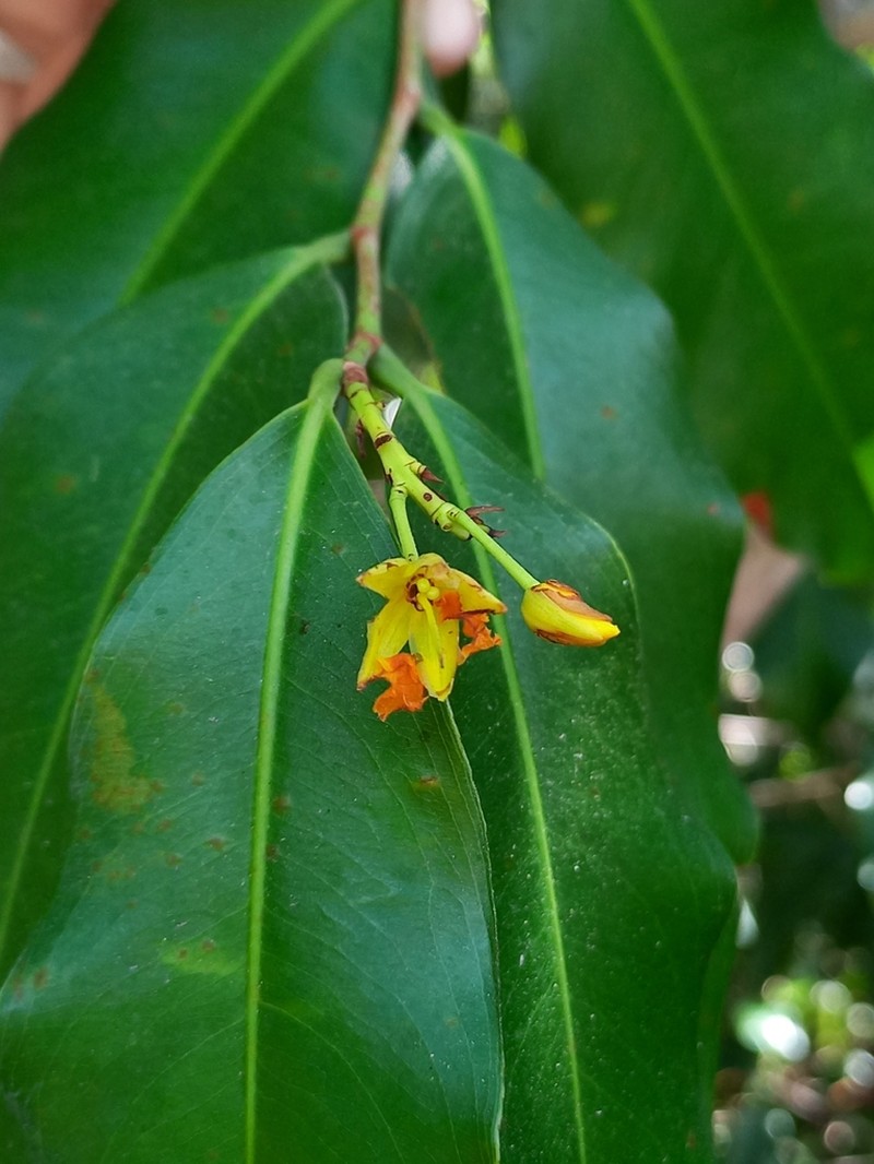 Ouratea fieldingiana photo 6